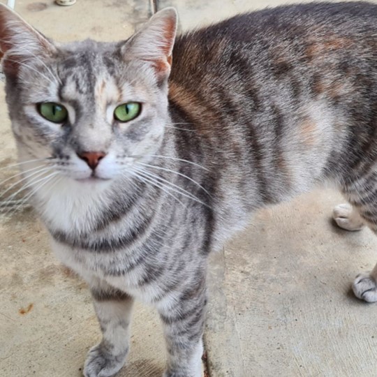 Lilly Sunshine lost 17 jan